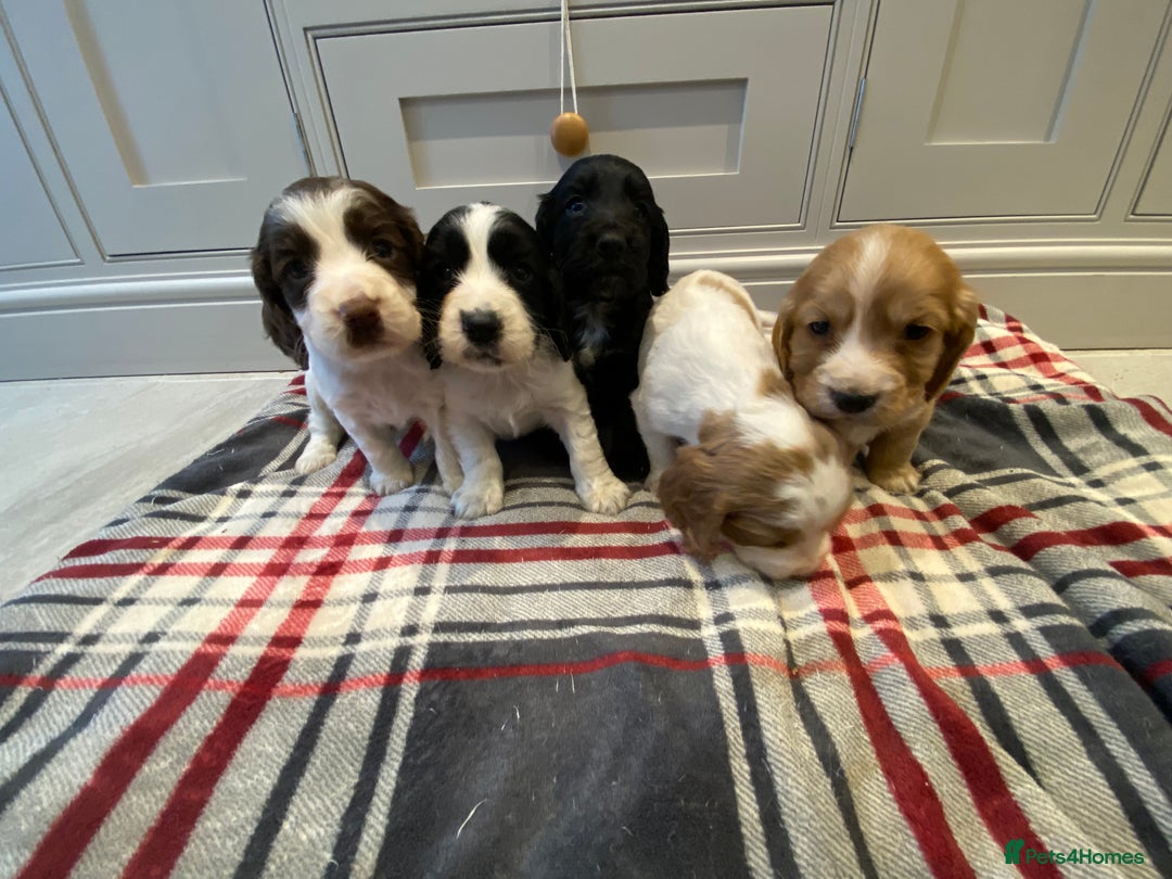 Cocker Spaniel dogs for sale: Cocker Spaniel puppies - Image 3