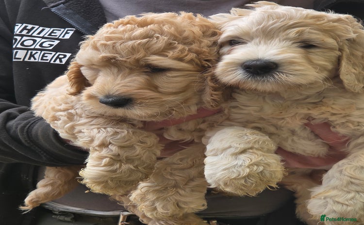 Double Doodle dogs - Advert 2