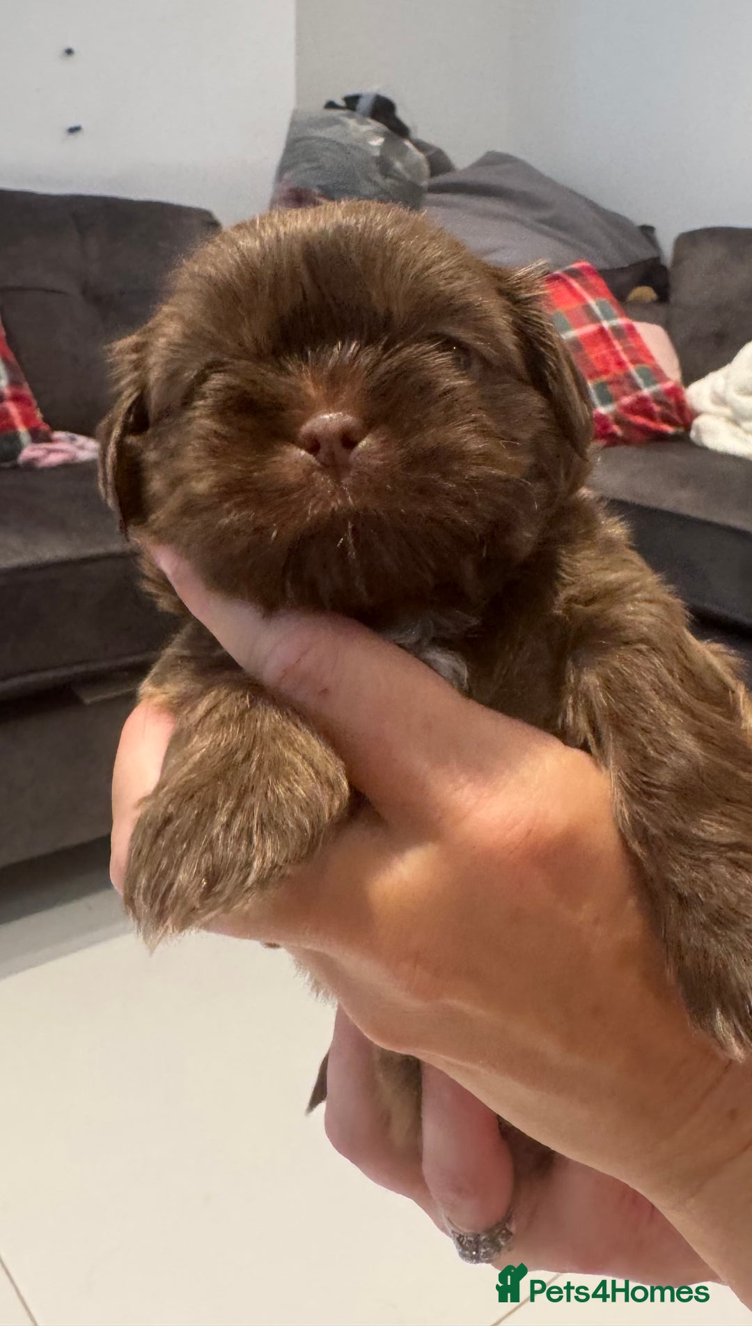 Shih Tzu dogs for sale: Shihtzu puppies for sale  - Image 11