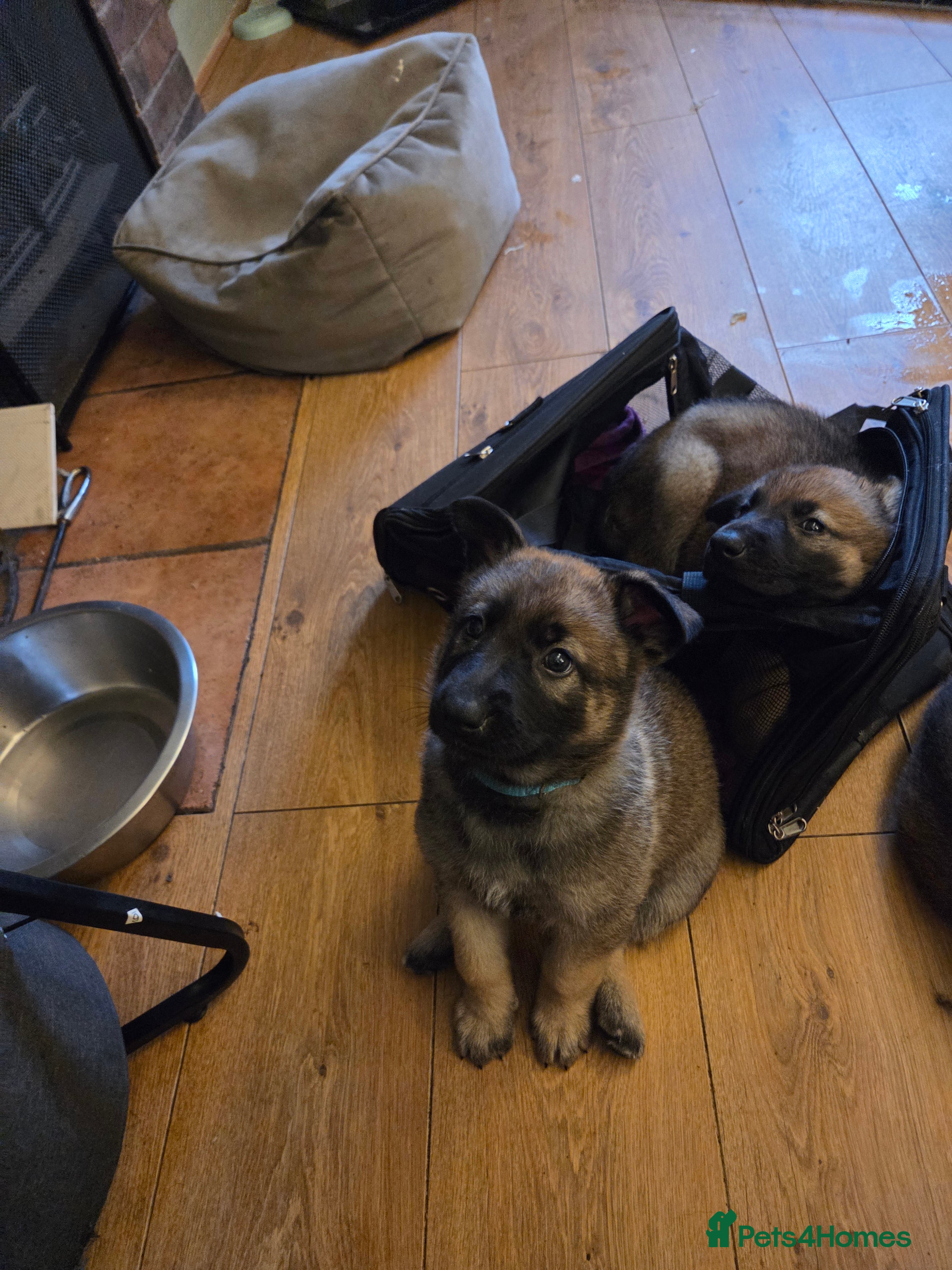 Mixed Breed dogs German shepherd x malinois  - Advert 2