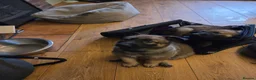 Mixed Breed dogs for sale: German shepherd x malinois  - Advert 2