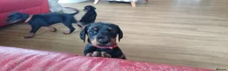Dobermann dogs for sale: KC Registered big and strong Doberman puppies!! - Advert 7