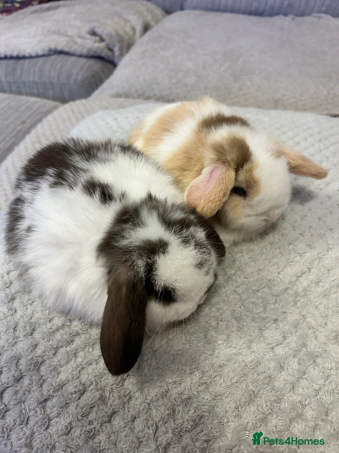Mini Lop rabbits for sale: Pure mini lop babies  - Advert 6