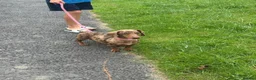 Miniature Dachshund dogs for sale: Dachshund Puppies (miniature) - Advert 1