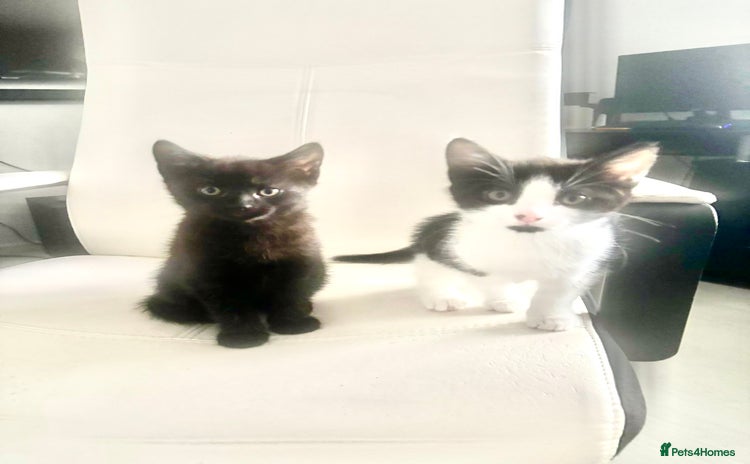 Mixed Breed cats - Advert 9