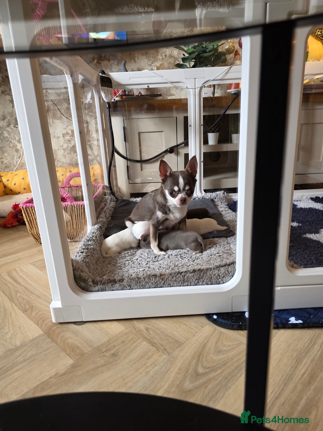 Chihuahua dogs for sale: 5 Beautiful true to type small chihuahuas - Advert 1