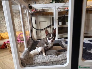 Chihuahua dogs 5 Beautiful true to type small chihuahuas - Advert 1