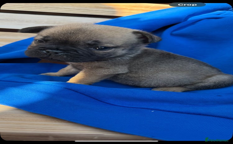 Mixed Breed dogs - Advert 3