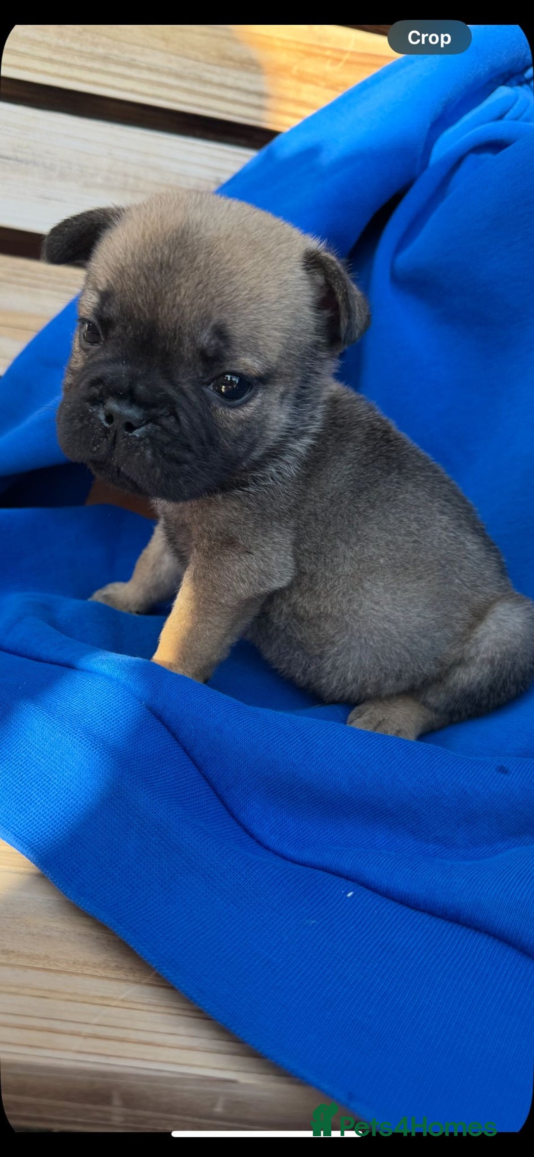 Mixed Breed dogs for sale: REDUCED!!! REDUCED!!! French bulldog boys - Image 3
