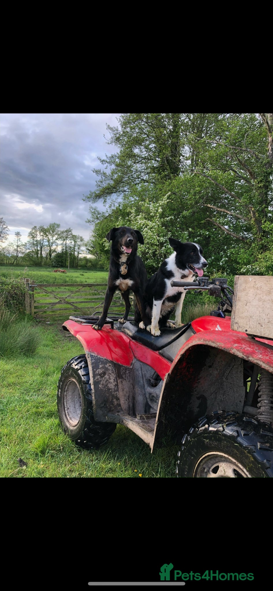 Border Collie dogs Gorgeous Collies - Advert 4