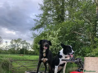 Border Collie dogs Gorgeous Collies - Advert 5