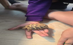 Tortoise reptiles for sale: Dwarf Hermann's tortoise - Image 5