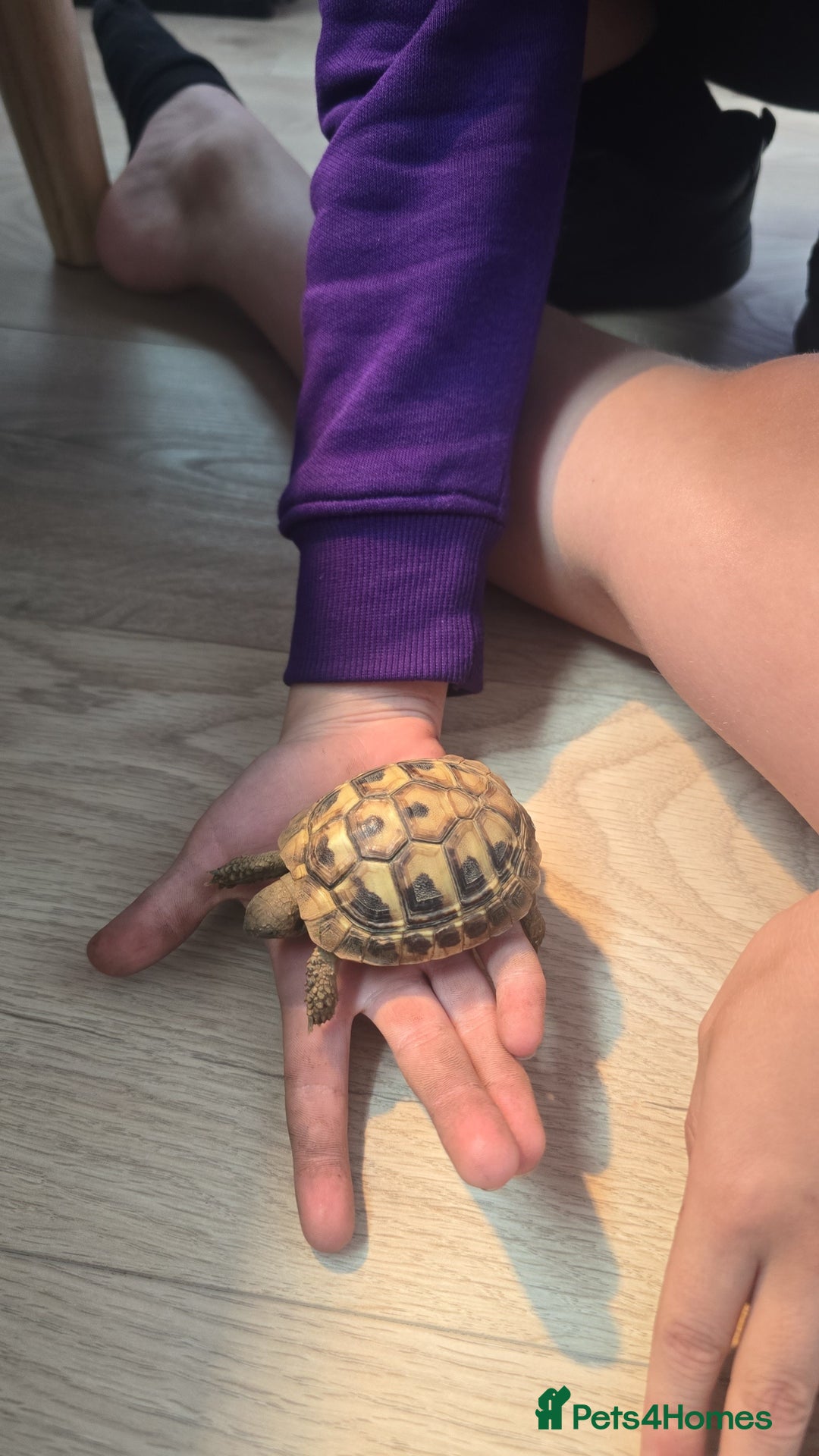 Tortoise reptiles for sale: Dwarf Hermann's tortoise - Image 5