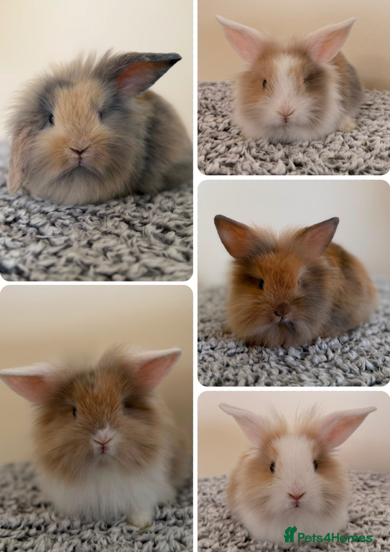 Mini Lion Lop rabbits Ready to leave 02/09/2026 - Advert 3