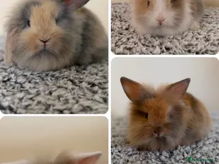 Mini Lion Lop rabbits Ready to leave 02/09/2026 - Advert 3