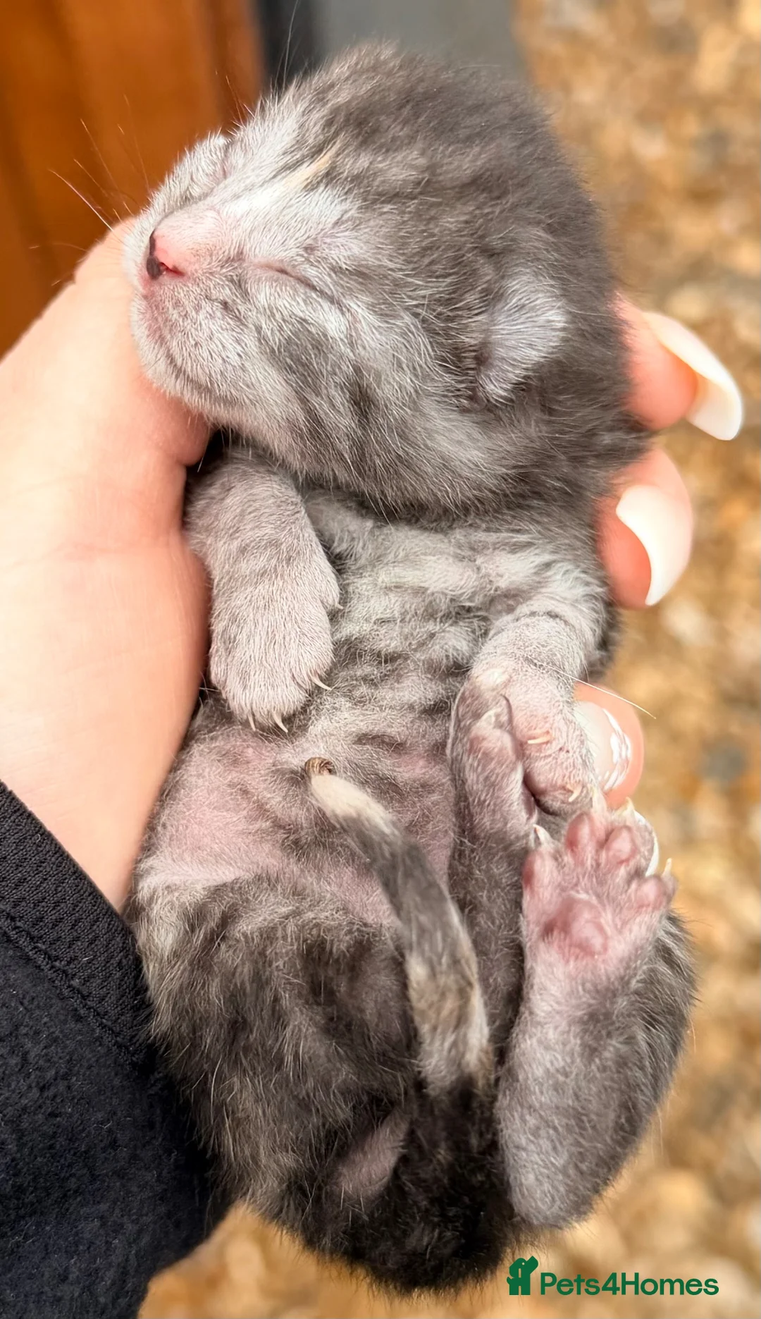 Mixed Breed cats for sale: Blue tabby mix  - Advert 1