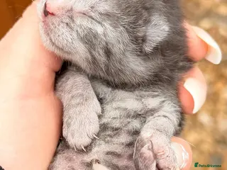 Mixed Breed cats Blue tabby mix - Advert 2