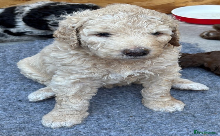 Goldendoodle dogs - Advert 5