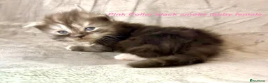 Pink Collar