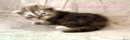 Maine Coon cats for sale: Stunning Maine Coon kittens in Droitwich - Advert 10
