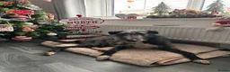 Lurcher dogs for sale: 6 year old Lola.🦮 in Shrewsbury - Advert 4