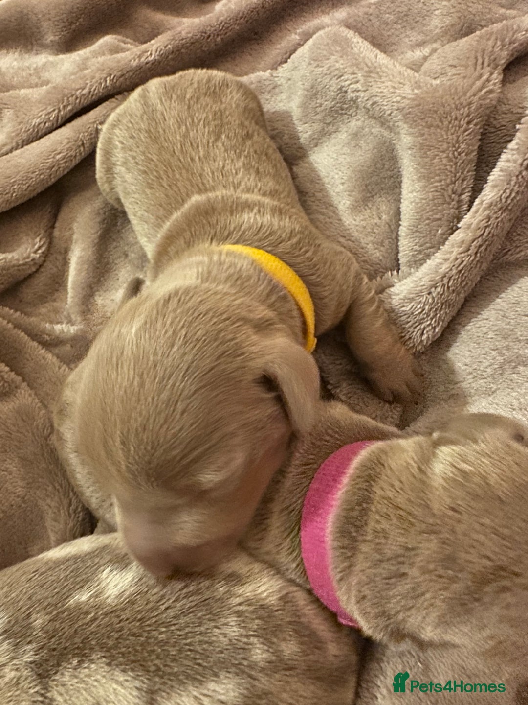 Miniature Dachshund dogs for sale: kc miniature dachshunds  - Image 11