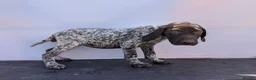 German Shorthaired Pointer dogs for sale: 3 beautiful German pointers!! - Advert 11