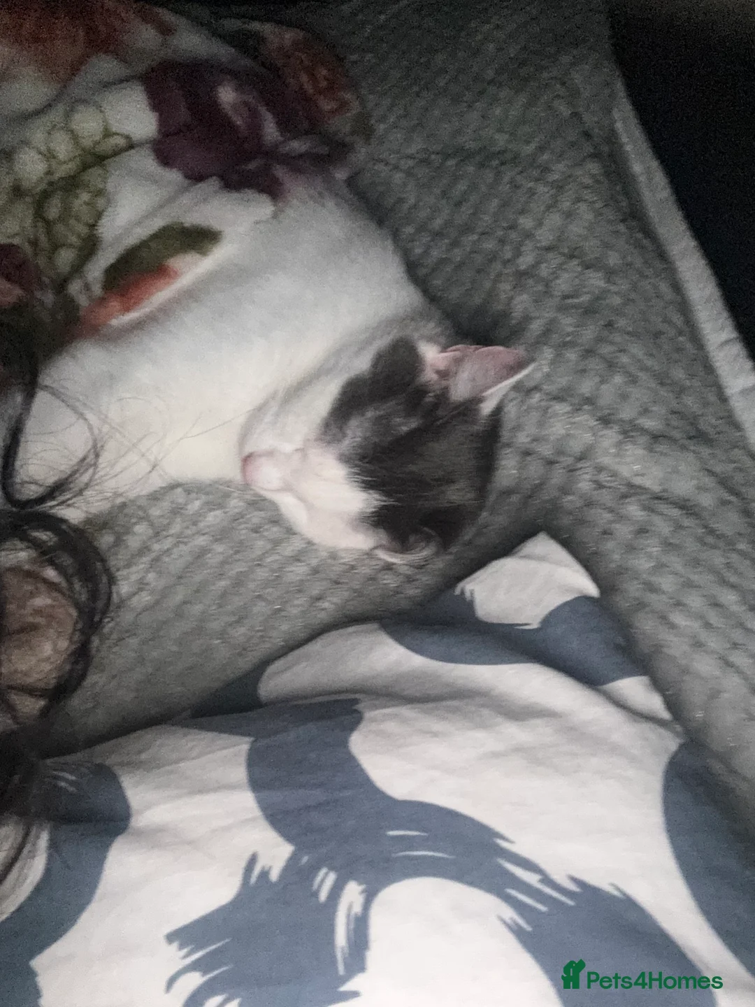 Mixed Breed cats for sale: Beautiful cat for rehoming - Advert 4