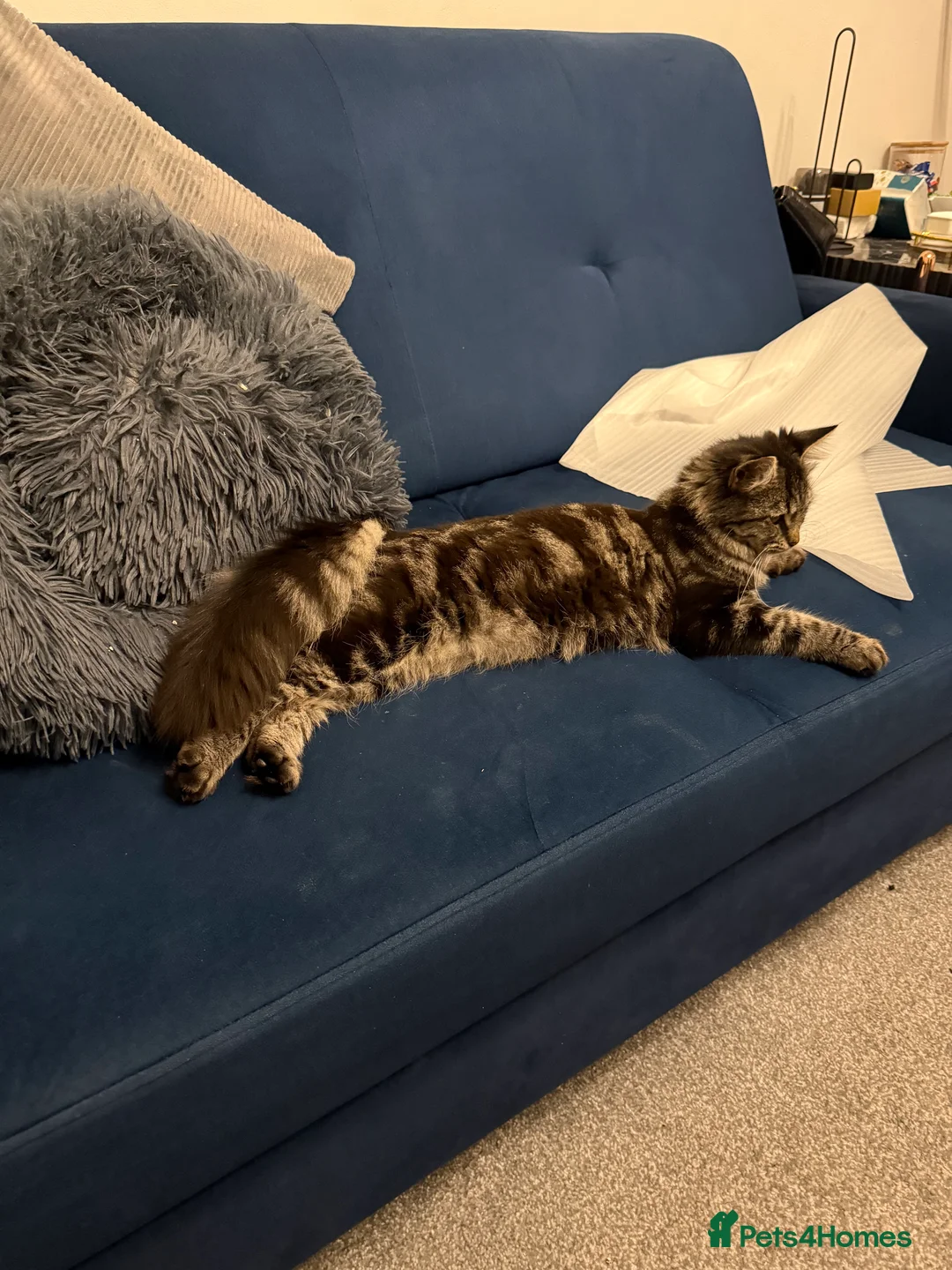 Mixed Breed cats for sale: Main coons ready for new home  - Advert 2