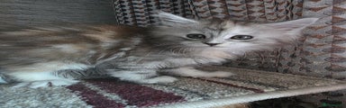 Maine Coon Kitten 5