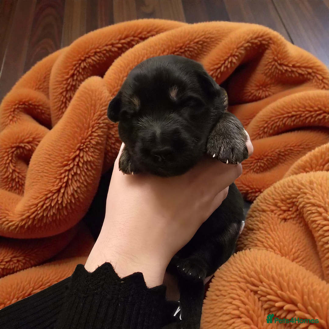 German Shepherd dogs for sale: Outstanding German Shepherd Puppies - Advert 6