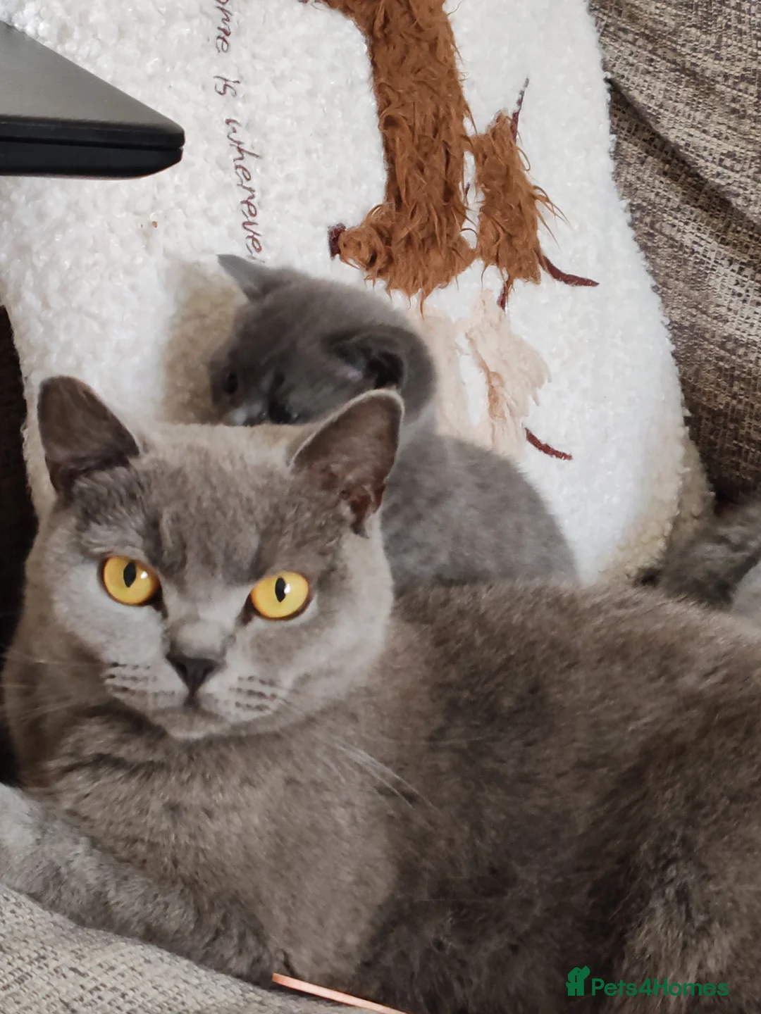 British Shorthair cats for sale: British shorthair kittens females  - Advert 2