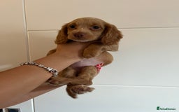 Cocker Spaniel dogs for sale: 2 female purebred cocker spaniels - Image 15