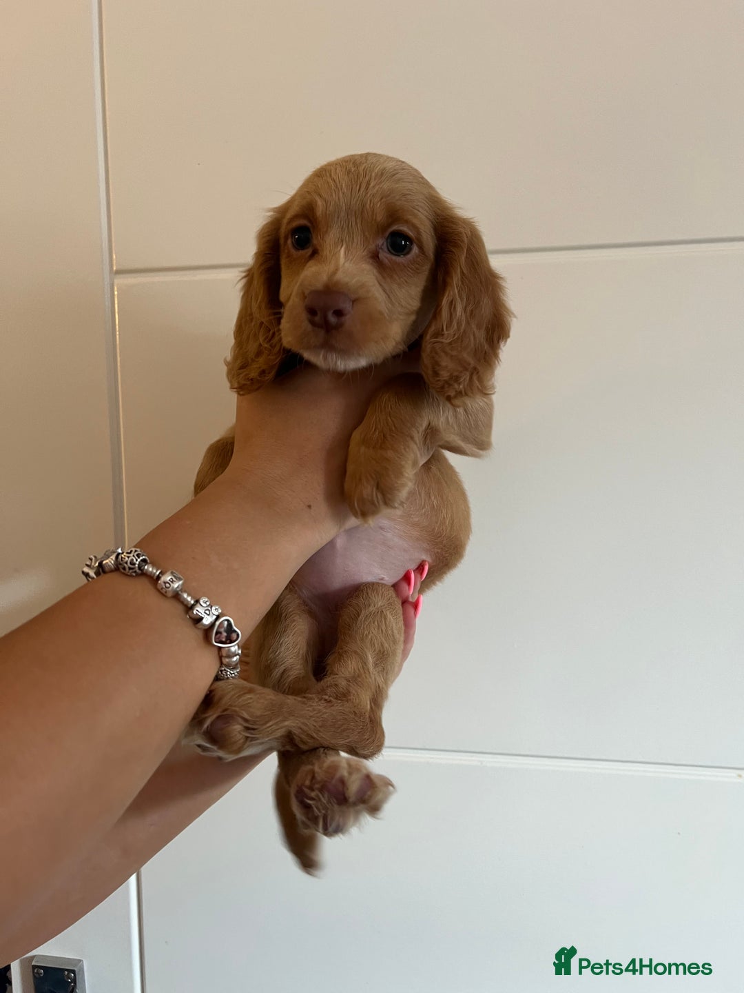 Cocker Spaniel dogs for sale: 2 female purebred cocker spaniels - Image 15