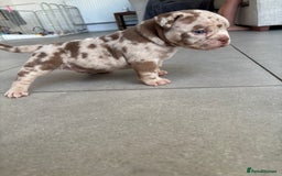 American Bully dogs for sale: Pocket Bully  - Image 3