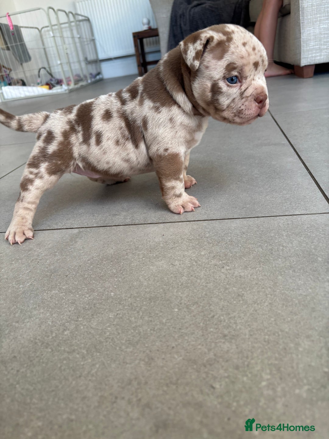 American Bully dogs for sale: Pocket Bully  - Image 3