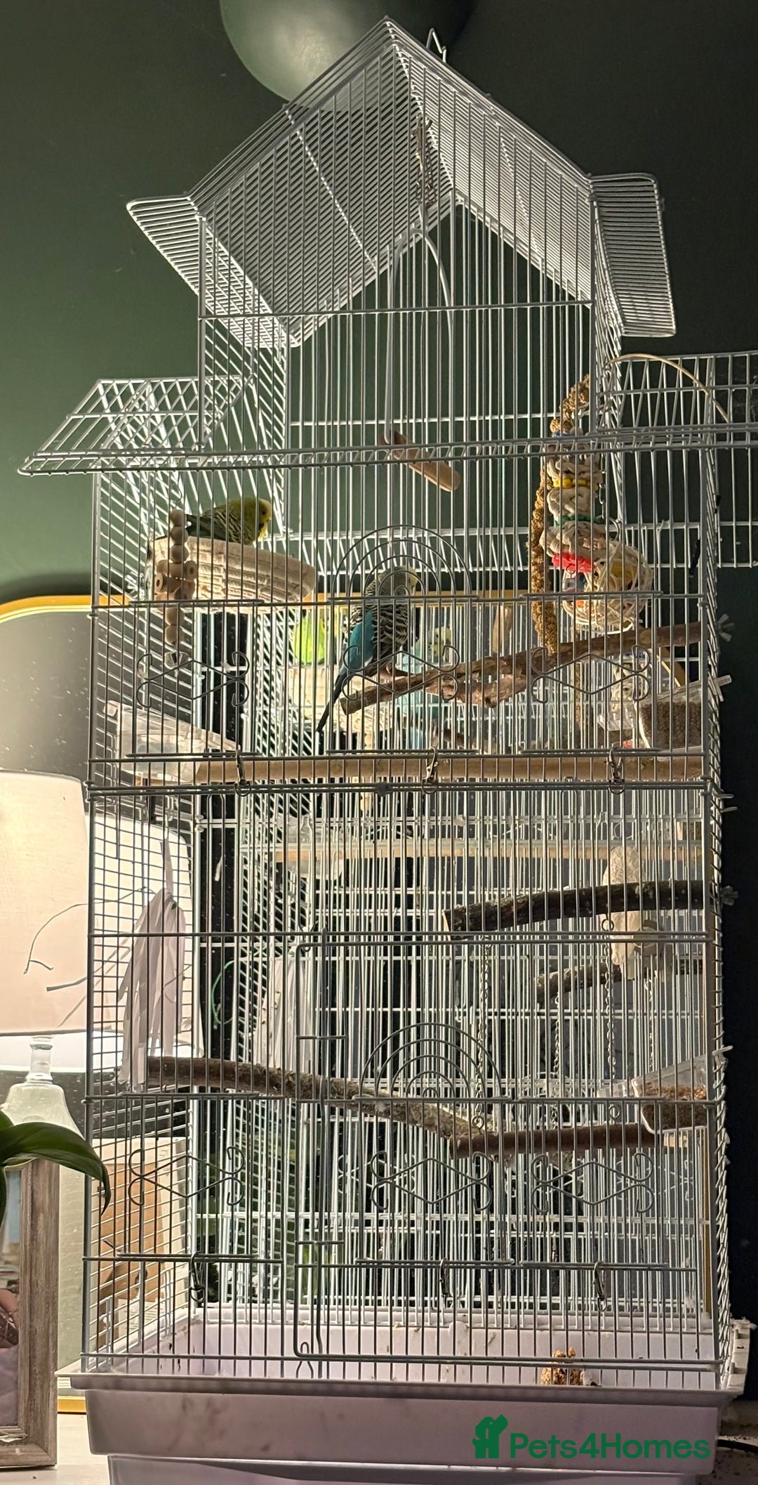 Budgerigars birds for sale: 2 budgies for sale - with cage included if needed  - Advert 1