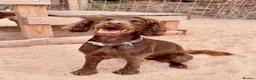 Cocker Spaniel dogs for sale: Gorgeous Chocolate Boy needs forever home only x  - Advert 2
