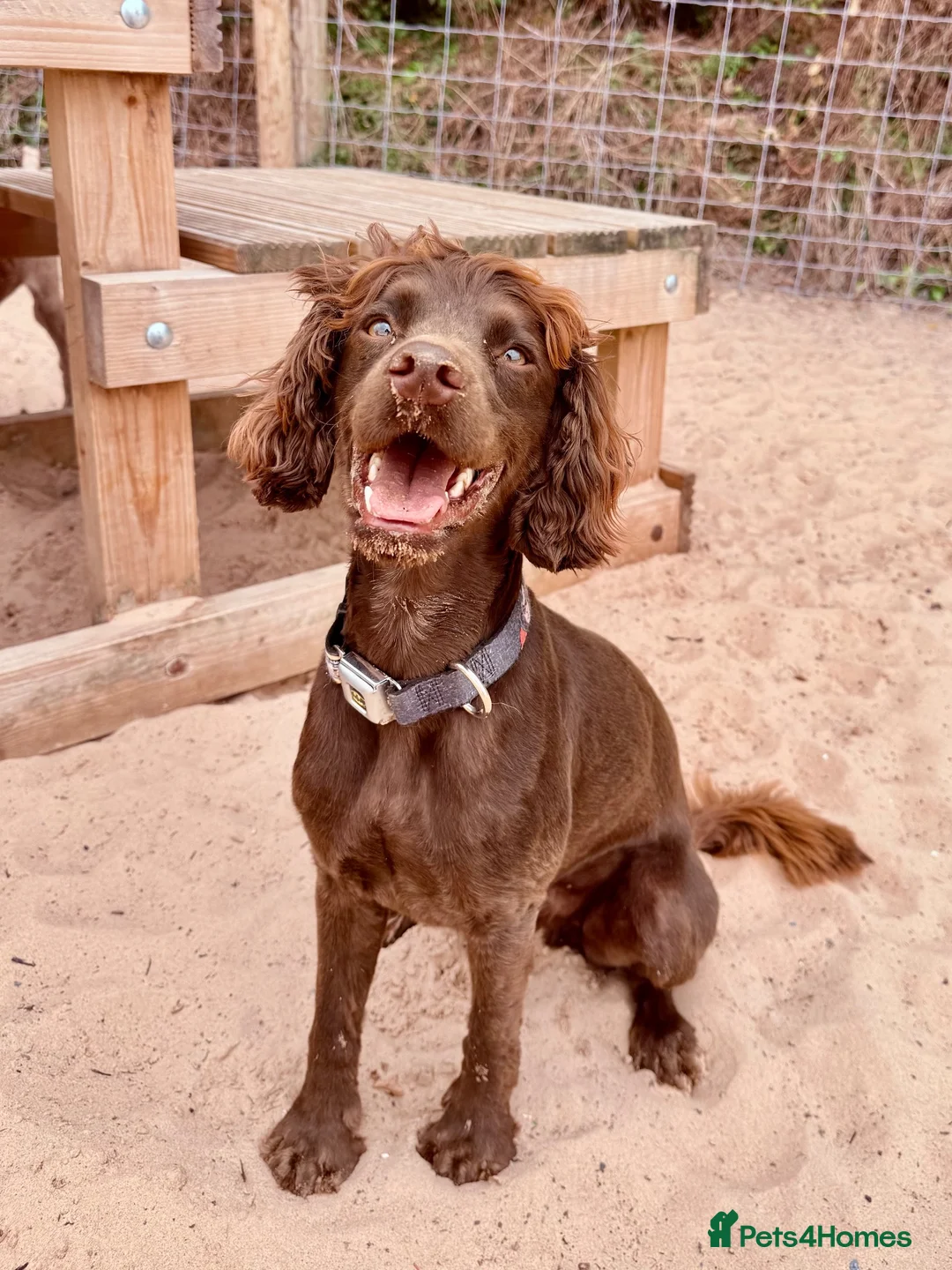 Cocker Spaniel dogs for sale: Gorgeous Chocolate Boy needs forever home only x  - Advert 2