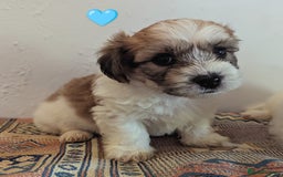 Cavachon dogs for sale: Cavachon Puppies - excellent example!  - Image 14