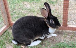 Mini Lop rabbits for sale: *RESERVED* 1 baby mini lop buck  - Advert 6