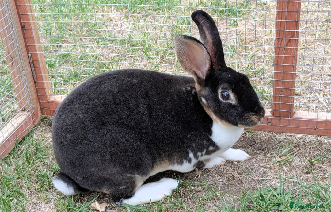 Mini Lop rabbits for sale: *RESERVED* 1 baby mini lop buck  - Advert 6