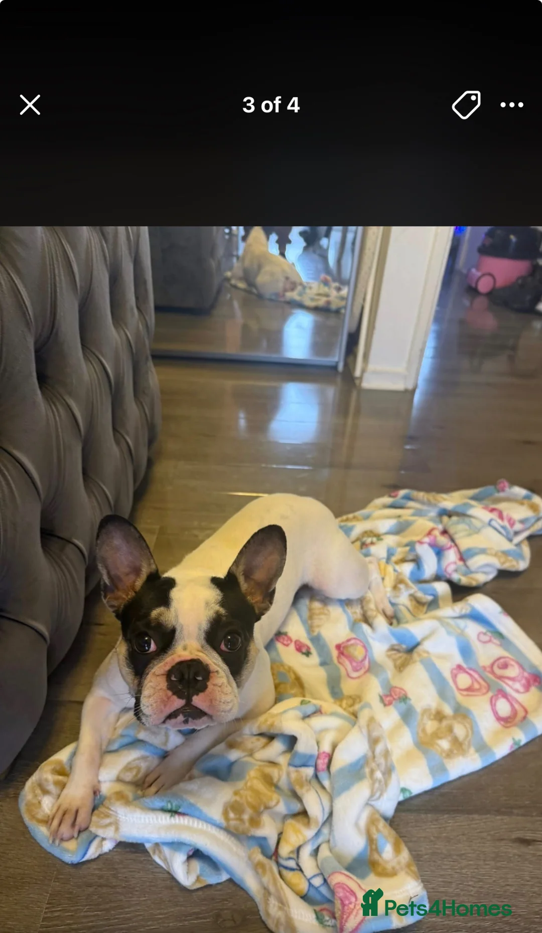 French Bulldog dogs for sale: Female French bulldog - Advert 2