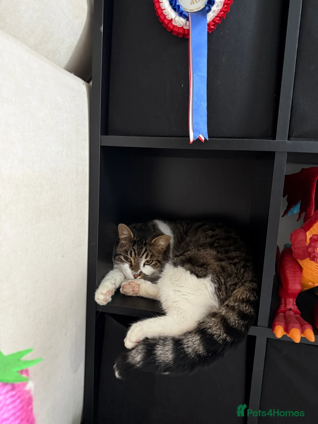 Domestic Shorthair cats for sale: MALE purebred ragdoll and male tabby cat  - Advert 7