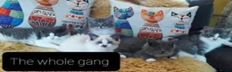 Mixed Breed cats for sale: Maine Coon X Ragdoll (Ragcoon) kittens - Advert 12