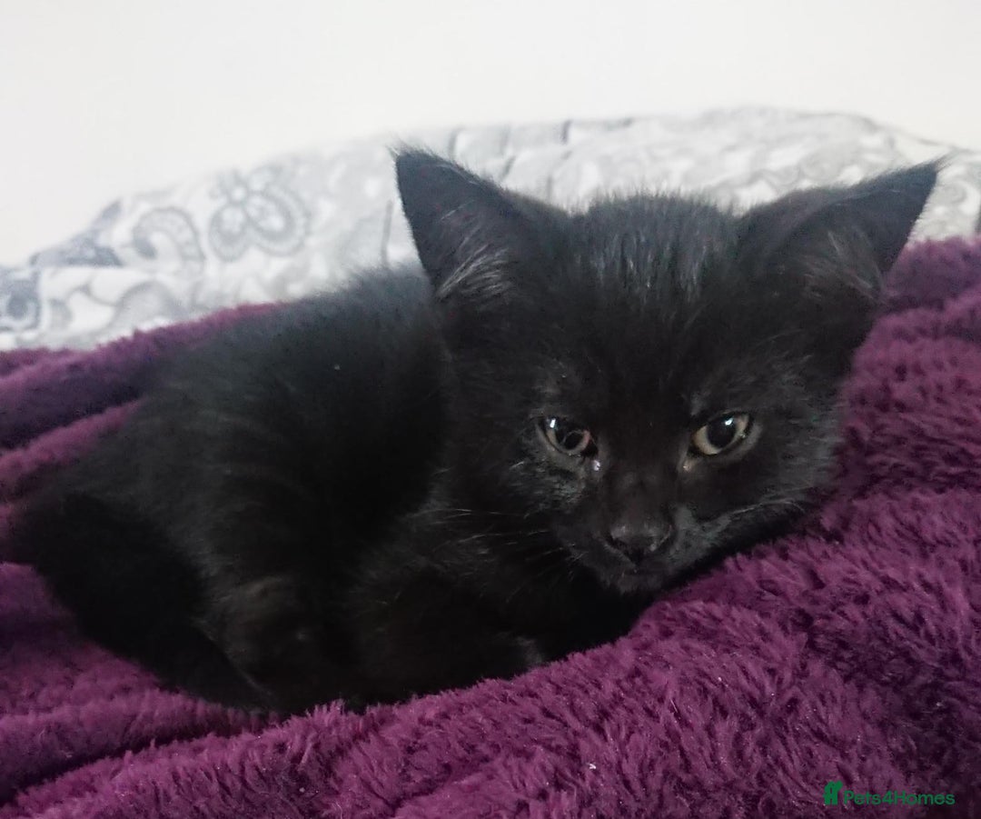 Mixed Breed cats for sale: Beautiful litter of 5 kittens 3 girls 2 boys - Advert 27