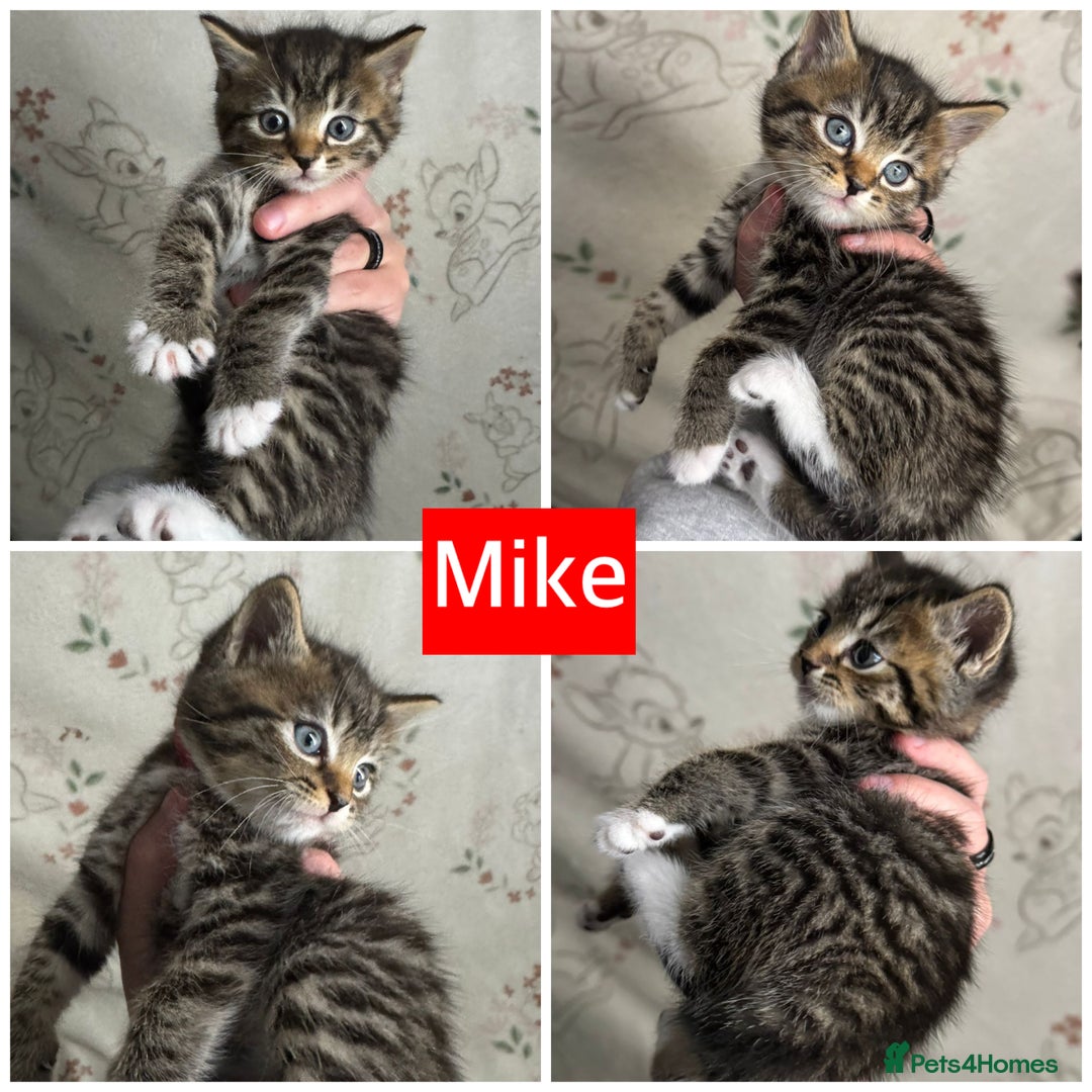 Mixed Breed cats for sale: Pretty Kittens For Sale - Advert 3