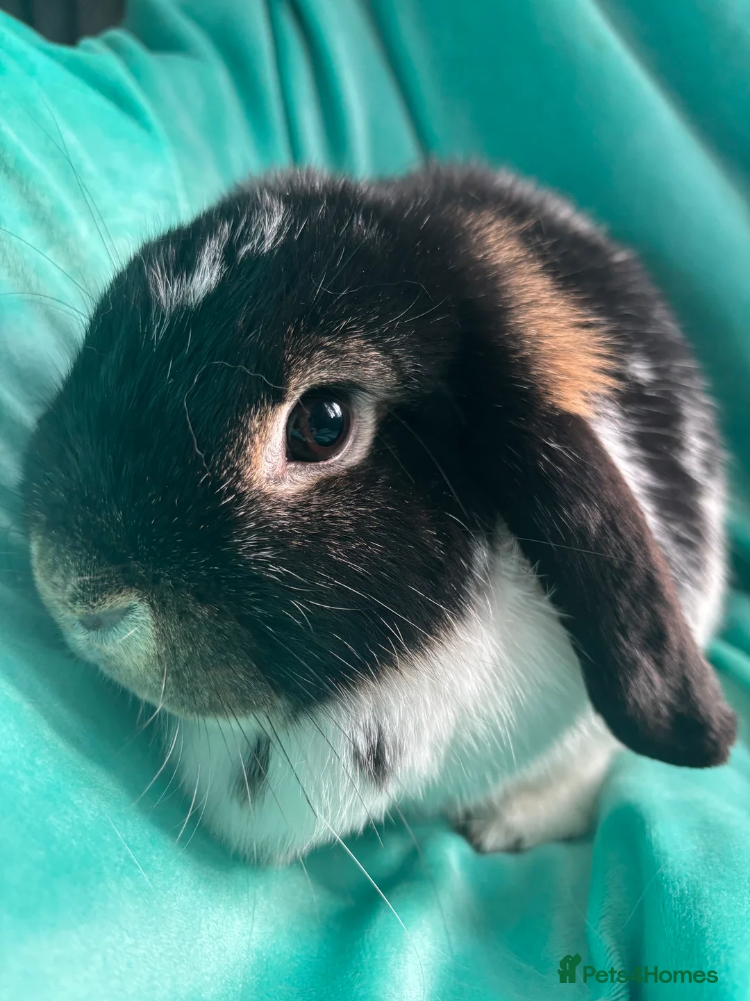 Mini Lop rabbits for sale: Cinder & Toffee Lop Rabbits (f) - Advert 2