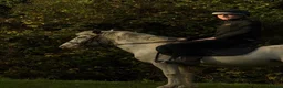 Appaloosa horses for sale: BENJI - Advert 8