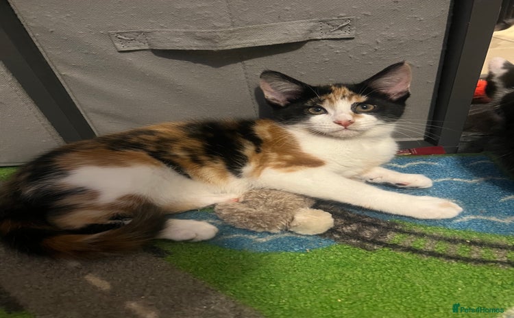 Maine Coon cats Kittens for sale  - Advert 2